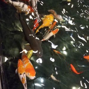 Meet your Posher, Xyooj